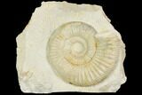 Ammonite (Ataxioceras) Fossil in Rock - Drügendorf, Germany #125860-1